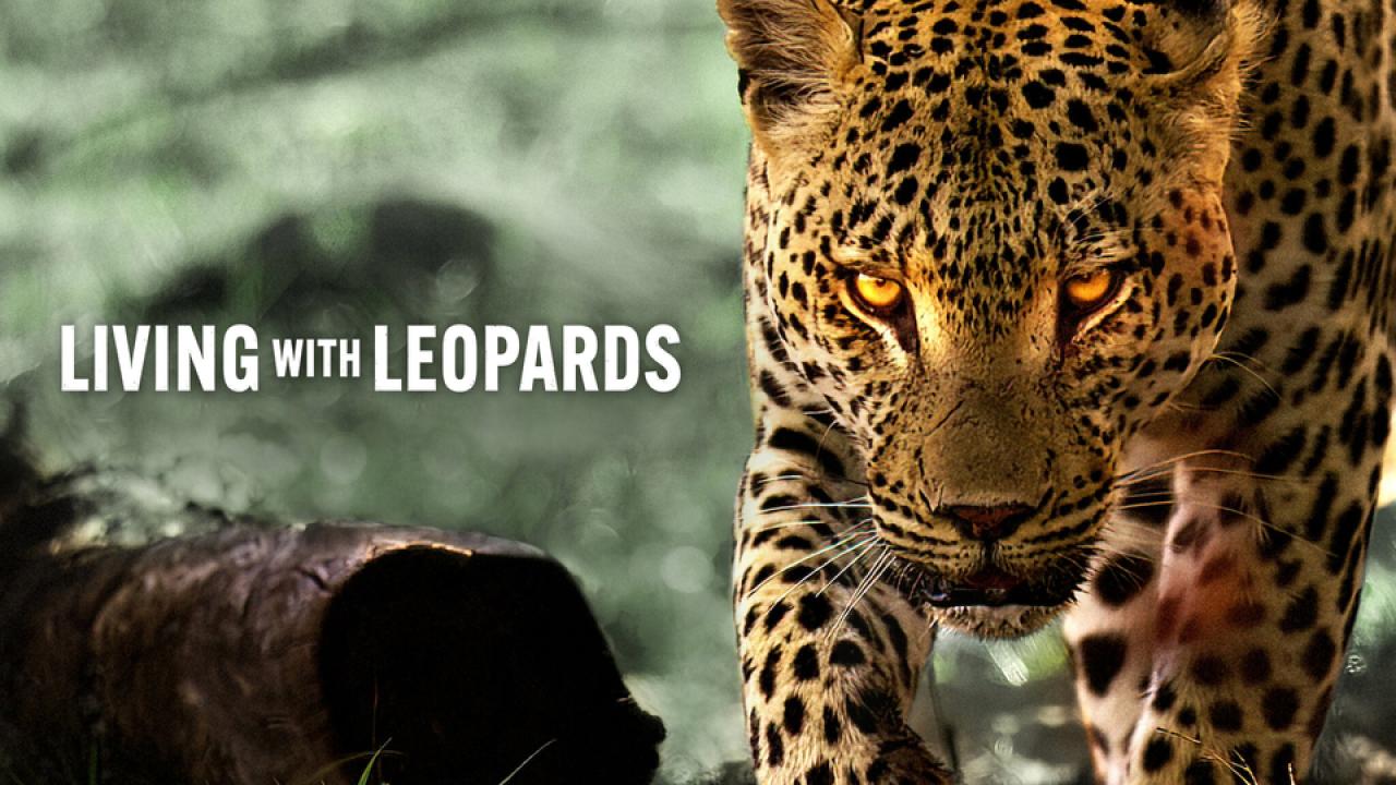 مشاهدة فيلم Living with Leopards 2024 مترجم HD اون لاين