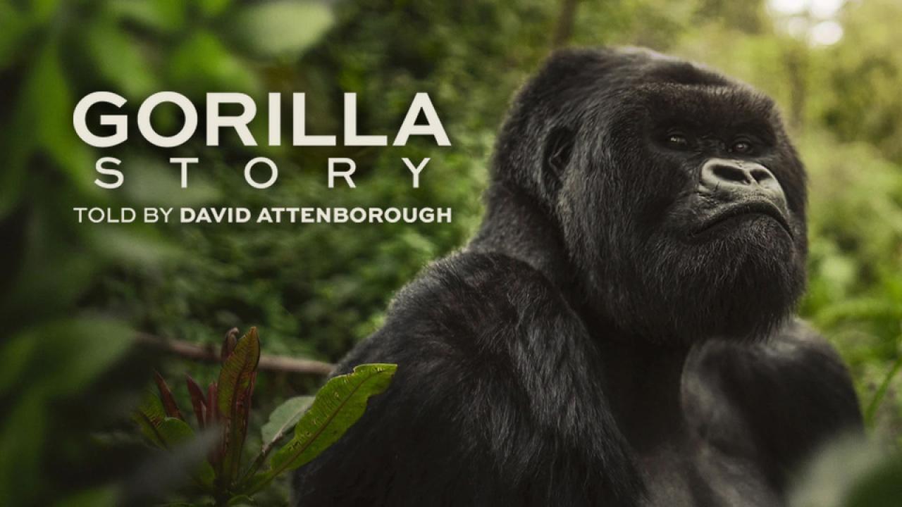 مشاهدة فيلم A Gorilla Story: Told by David Attenborough 2026 مدبلج HD اون لاين